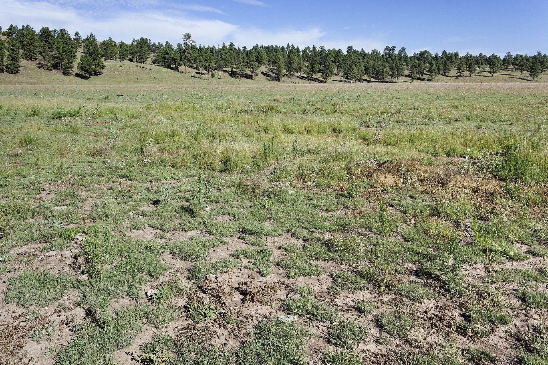 Northwestern foothills of the Black Range, in Corduroy Canyon on the south side of Beaverhead, 33.41074 -108.10931, Catron County, New Mexic